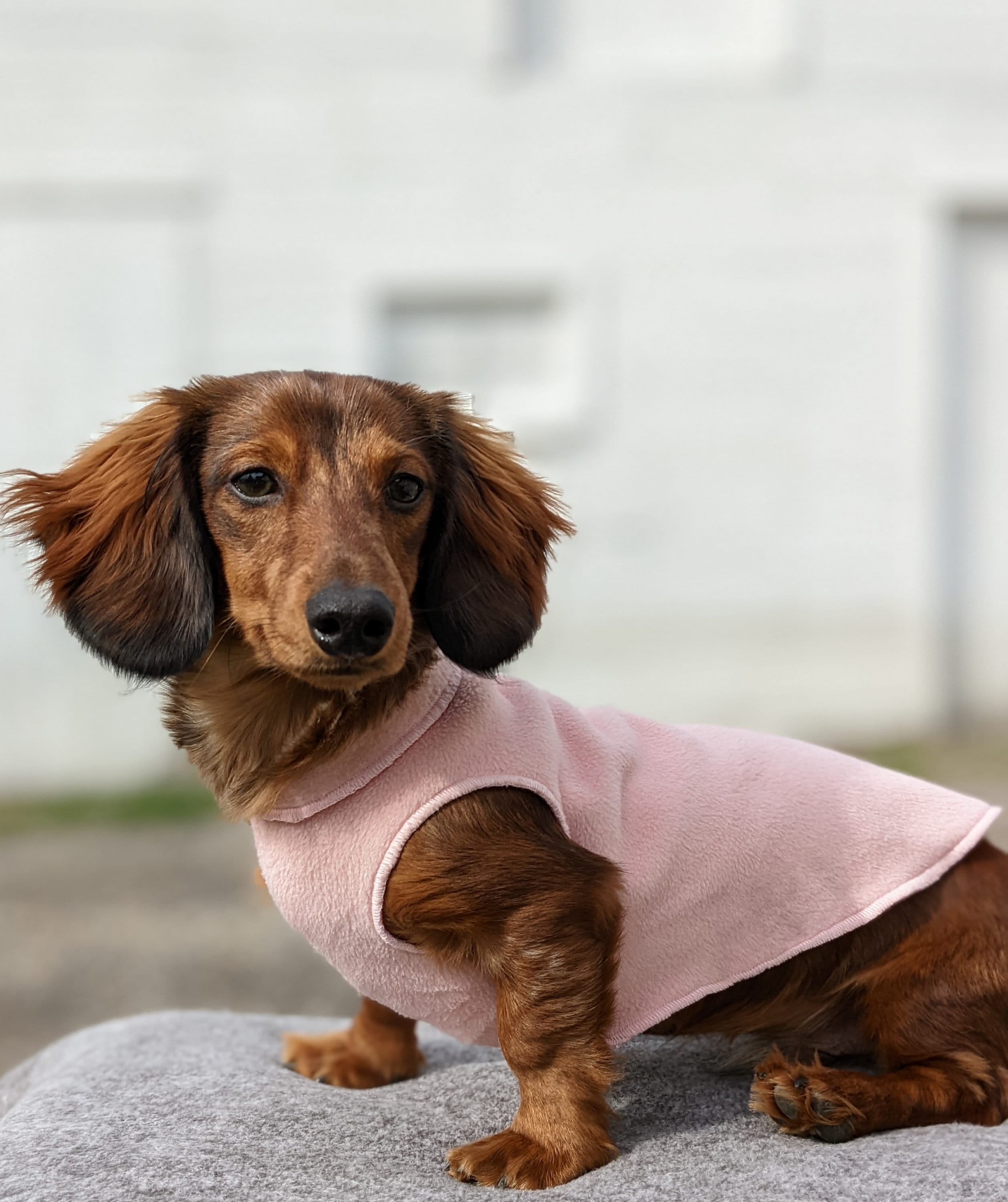 Sausage Dog Clothes Pajamas Dachshund Clothes Little Dachshunds