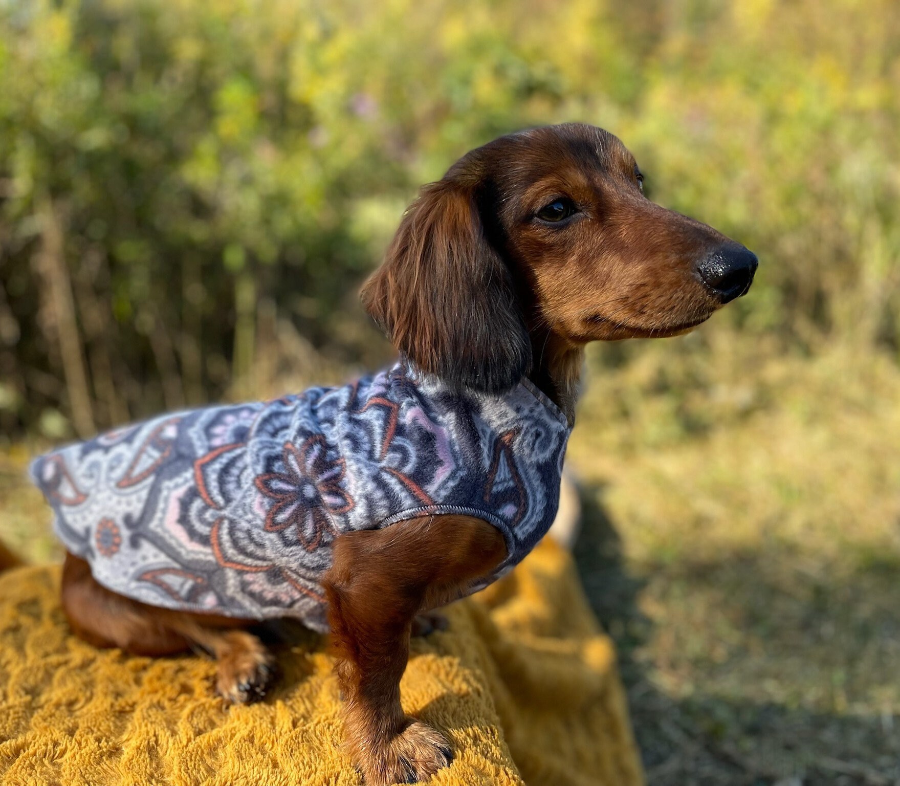 sausage dog waterproof coat