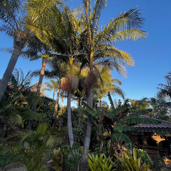 King Palm Tree Seeds - Etsy