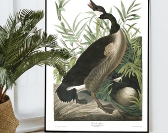 Canada Goose Print - Vintage Bird Illustration from 19th Century - Retro / Vintage / Poster / Wall Art