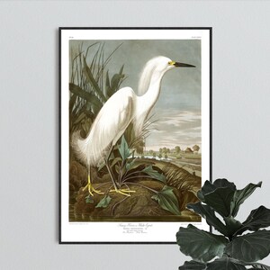 Snowy Heron Print - Vintage Bird Illustration from 19th Century - Retro / Vintage / Poster / Wall Art