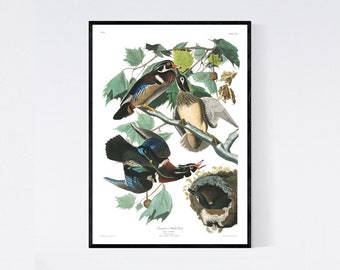 Wood Duck Print - Vintage Bird Illustration from 19th Century - Retro / Vintage / Poster / Wall Art