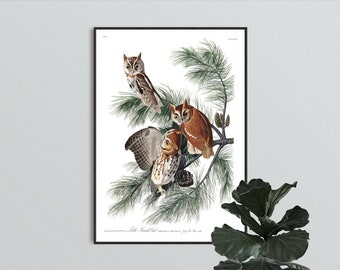 Little Screech Owl Print - Vintage Bird Illustration from 19th Century - Retro / Vintage / Poster / Wall Art