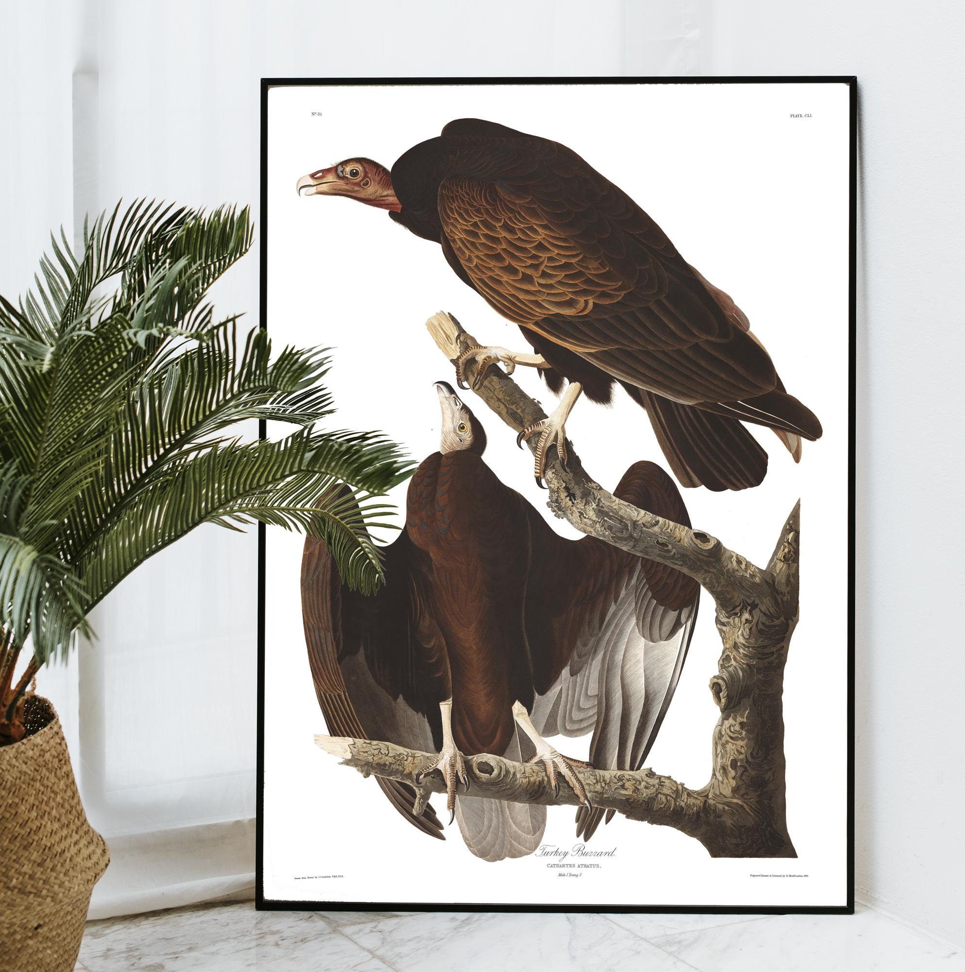 Turkey Buzzard Print Vintage Bird Illustration From 19th Etsy