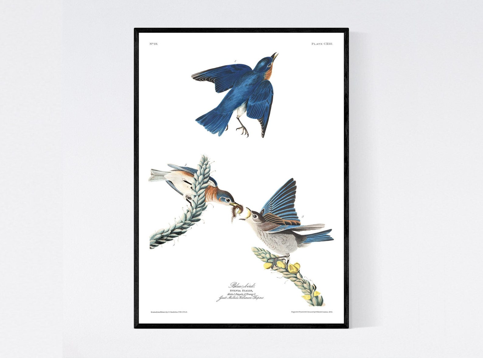 blue-bird-print-vintage-bird-illustration-from-19th-century-etsy