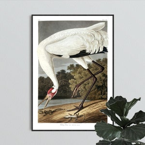 Hooping Crane Print - Vintage Bird Illustration from 19th Century - Retro / Vintage / Poster / Wall Art