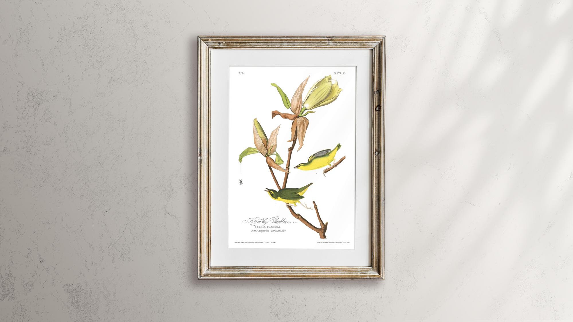 Kentucky Warbler Bird Print Vintage Bird Illustration From - Etsy