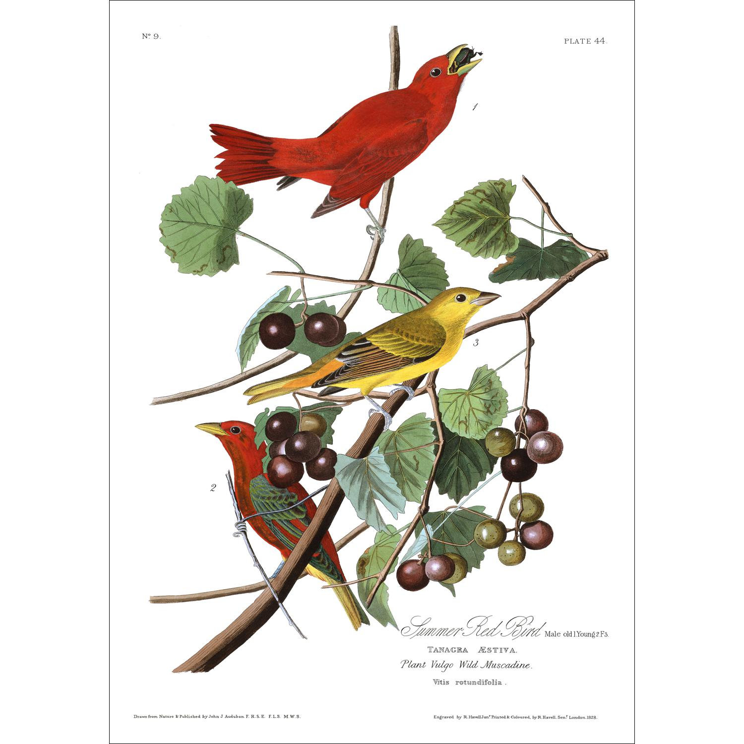 Summer Red Bird Print Vintage Bird Illustration From 19th - Etsy