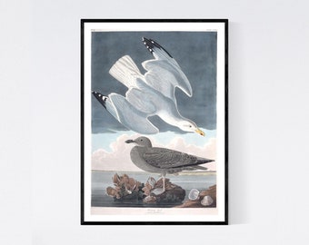 Herring Gull Print - Vintage Bird Illustration from 19th Century - Retro / Vintage / Poster / Wall Art