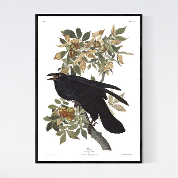 Raven Bird Print - Vintage Bird Illustration from 19th Century - Retro / Vintage / Poster / Wall Art