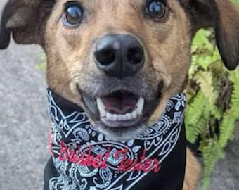 Dog Bandana, Personalize your Words, Font and Thread Color. Many Colors to Choose, Pet Birthday Gift, Pet Accessories, Pet Wedding