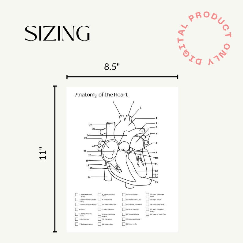 Anatomy Coloring Page, Heart Diagram, Heart Coloring Page, Digital