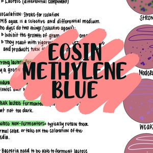 Może przedstawiać: Zbliżenie na ręcznie napisany tekst z napisem "Eosin Methylene Blue" napisanym dużymi, pogrubionymi literami. Tekst jest otoczony różowym kółkiem z białym obramowaniem. Notatka wydaje się być przewodnikiem do identyfikacji bakterii na podstawie ich zdolności do fermentacji laktozy.