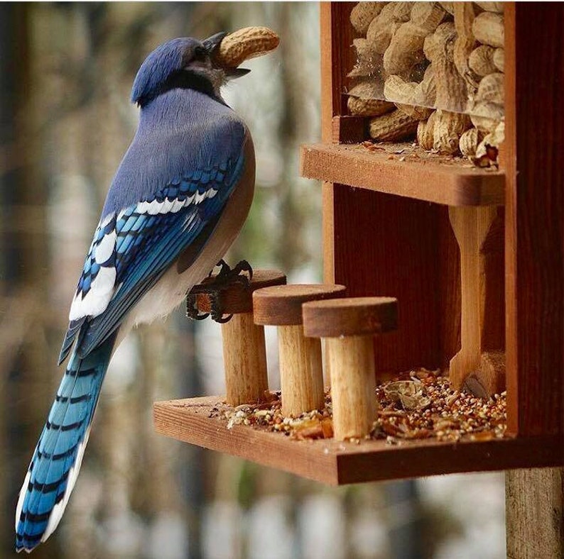 Nut Bar: Squirrel/Bird Feeder image 5