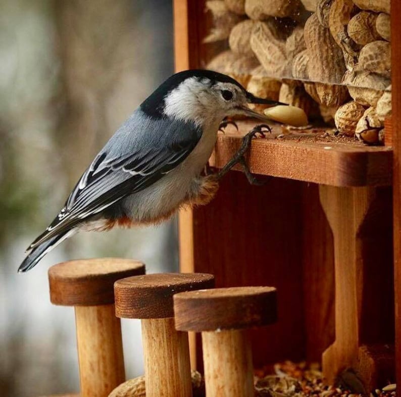 Nut Bar Squirrel/bird Feeder Etsy