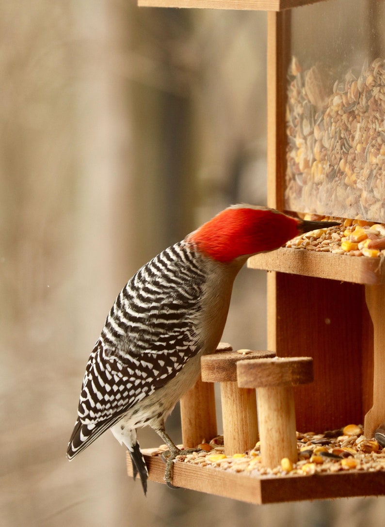 Nut Bar: Squirrel/Bird Feeder image 7