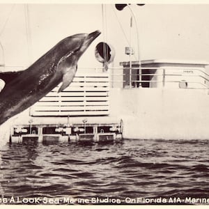 RPPC - Marine Studios - Marineland,Florida