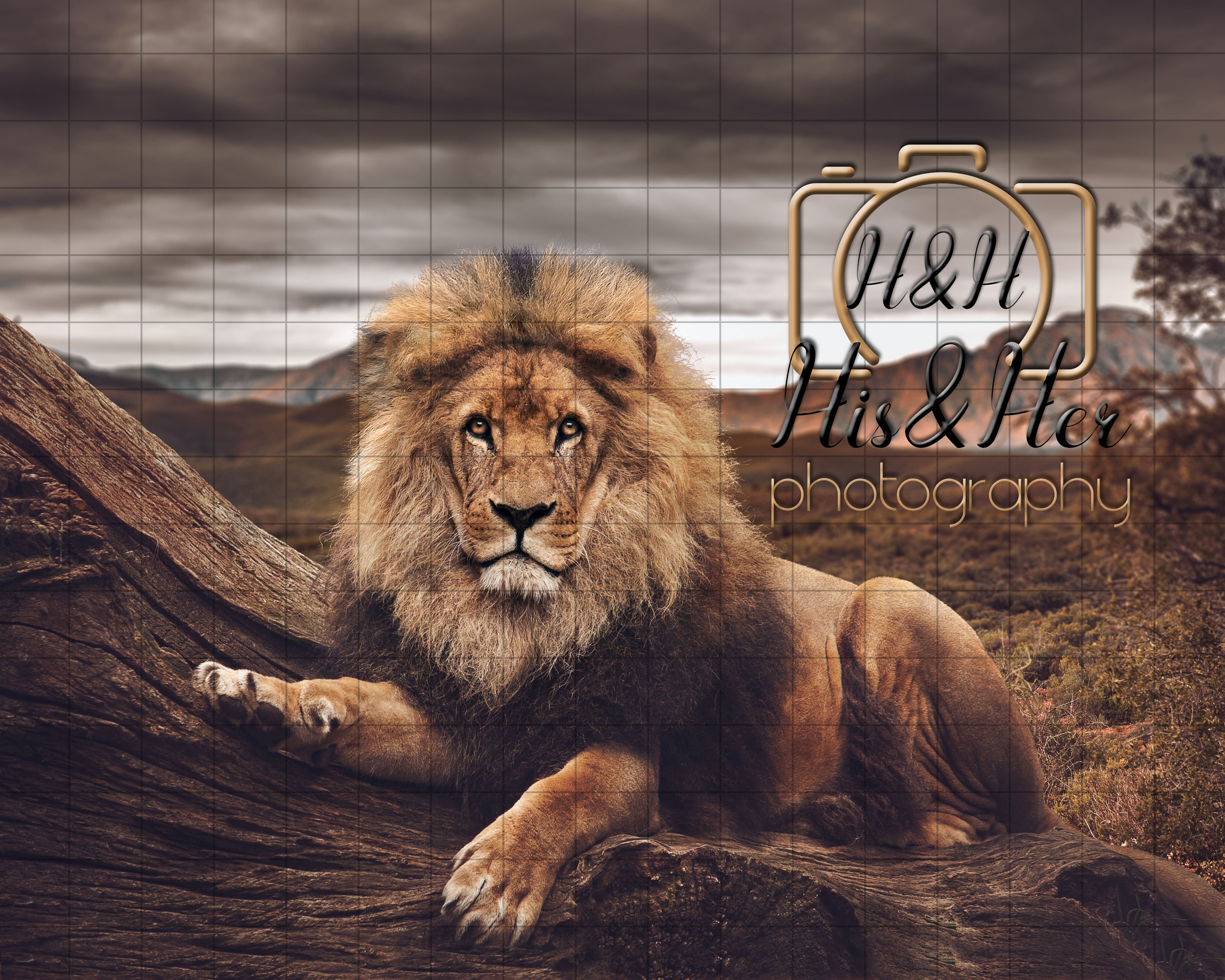 Lion King on Log Without Crown Digital Background Digital - Etsy