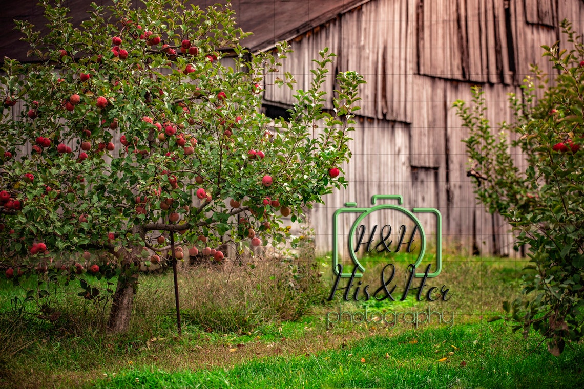 Apple Orchard 5 Digital Backgrounds Digital Background | Etsy