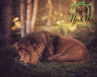 Lion Sleeping, Digital Background, Digital Backdrop, Digital Overlay, Digital Download, Photoshop Background, Add Your Own Subject