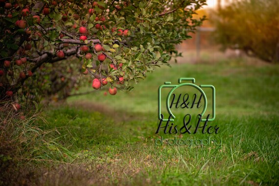 Apple Orchard 5 Digital Backgrounds Digital Background | Etsy