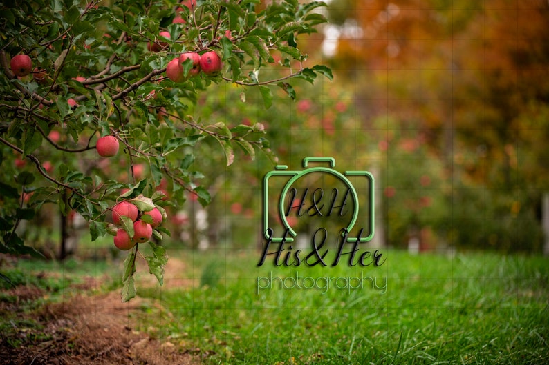 Apple Orchard 5 Digital Backgrounds Digital Background | Etsy
