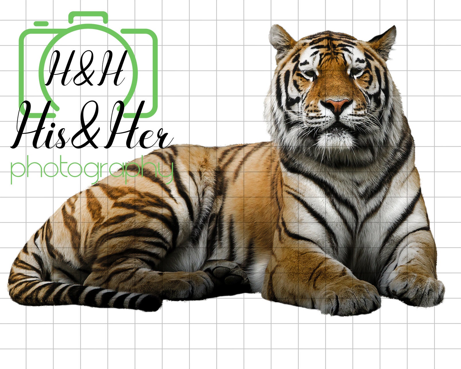 Bengal Tiger PNG Transparent Background - Etsy
