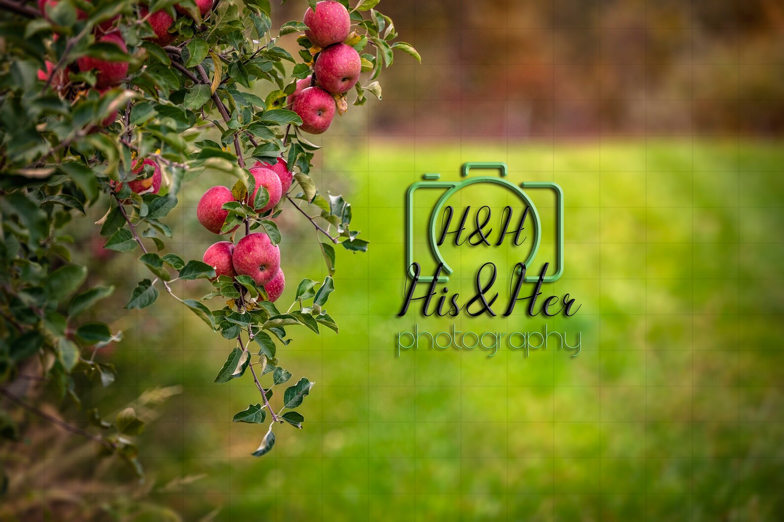 Apple Orchard 5 Digital Backgrounds Digital Background | Etsy