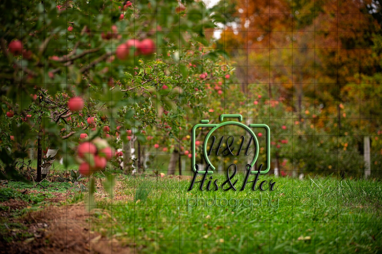 Apple Orchard 5 Digital Backgrounds Digital Background | Etsy