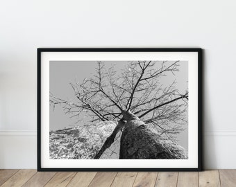 Baobab Tree Print Black and White Nature Photography Madagascar Poster Muted colors art Landscape poster Minimalist decor Above bed decor
