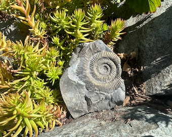 ダクティリオセラス・コミューンアンモナイト化石、英国産ジュラ紀真正