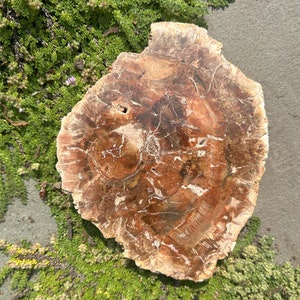 May include: A petrified wood slab with a polished, irregular shape. The surface features concentric rings and intricate patterns in shades of brown, tan, and reddish-brown. The natural stone has a smooth, finished appearance, showcasing the wood's original grain.