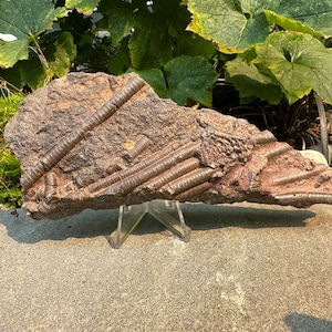 Cúmulo de tallos de crinoideos en matriz de Marruecos: equinodermo fosilizado / ~400 millones de años, Devónico / Ejemplar fósil para coleccionistas