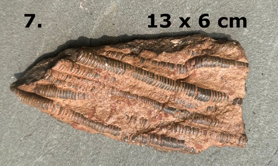 モロッコ産ウミユリの基質塊 – 棘皮動物の化石 | 約4億年前、デボン紀