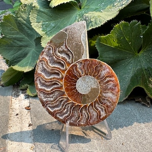 Iridescent Ammonite Pair – Cleoniceras Fossils from Cretaceous Period in Madagascar ~100 Million Years Old | Fossil Specimens for Collectors