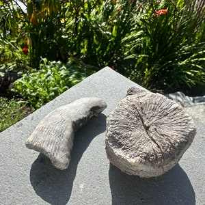Fossile Fragmente der Hornkoralle – robuste Koralle aus der Devon-Periode, Marokko | ~400 Millionen Jahre altes, antikes Meeresfossil für Sammler