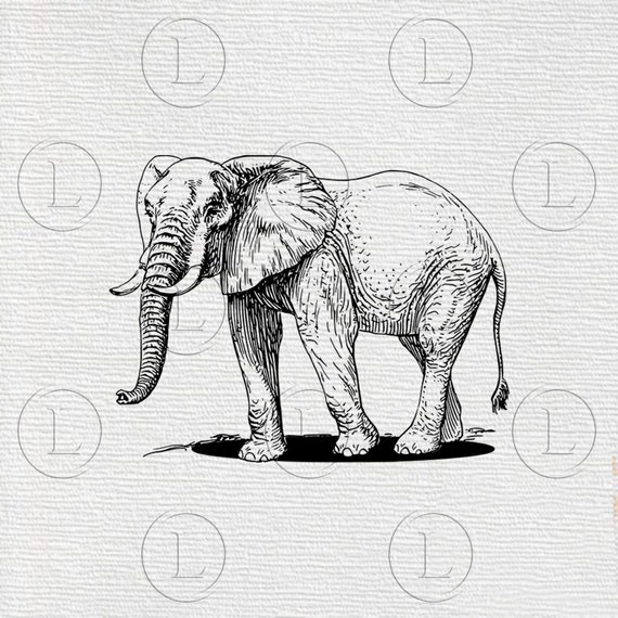 Free Free 173 Elephant Drawing Svg SVG PNG EPS DXF File