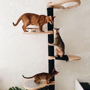 May include: A modern cat tree with multiple levels and a clear dome. Three brown cats are exploring the tree. The tree has wooden platforms, a black scratching post, and a clear dome for the cat to rest in.