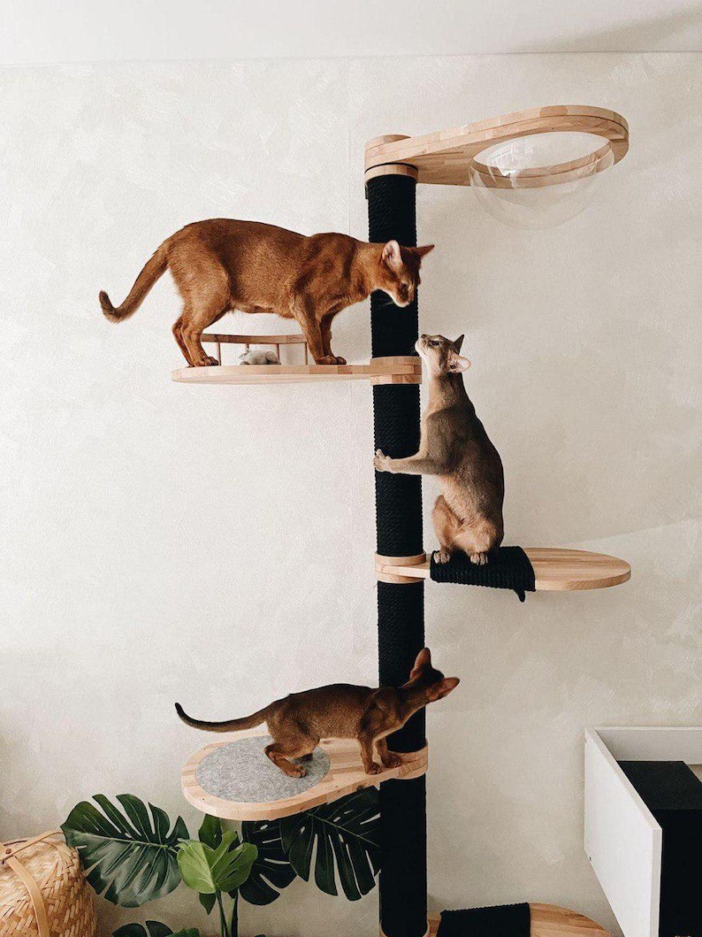 May include: A modern cat tree with multiple levels and a clear dome. Three brown cats are exploring the tree. The tree has wooden platforms, a black scratching post, and a clear dome for the cat to rest in.