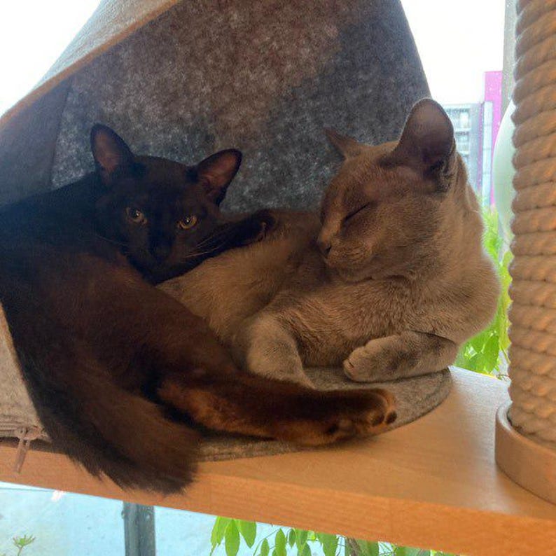 May include: Two cats resting inside a gray felt cave bed. One cat has a solid dark brown coat and is looking forward with alert eyes, while the other cat has a light grayish-brown coat and is sleeping with its eyes closed inside the structure.