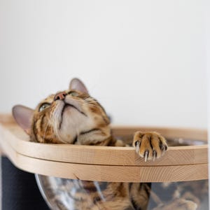 May include: A brown and black spotted Bengal cat resting inside a clear, hemispherical acrylic bowl attached to a light-colored wooden frame. The cat is looking upward with one paw draped over the wooden edge, showing visible claws.
