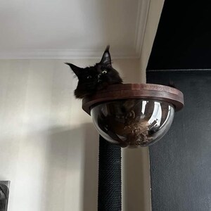 May include: A black cat with pointed ears resting inside a clear, hemispherical acrylic bowl attached to a dark wooden frame. The bowl is mounted atop a tall, vertical scratching post wrapped in thick, black rope, providing a high perch.