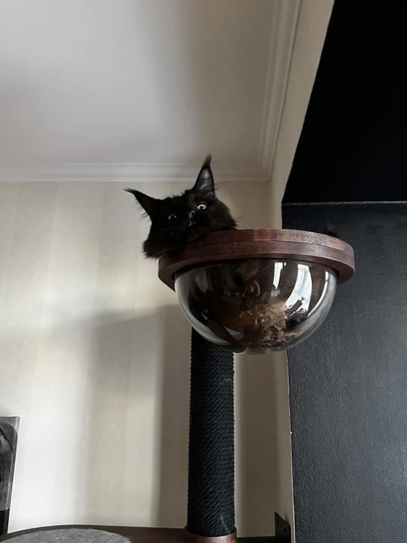 May include: A black cat with pointed ears resting inside a clear, hemispherical acrylic bowl attached to a dark wooden frame. The bowl is mounted atop a tall, vertical scratching post wrapped in thick, black rope, providing a high perch.