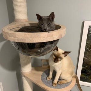 Op de afbeelding: Een moderne kattenboom met een lichte houten afwerking, met een rond bed met een heldere bubbel en een sisal krabpaal. Er zijn twee katten aanwezig: een grijze kat die in het bed rust en een cr&egrave;mekleurige kat die op een platform zit.