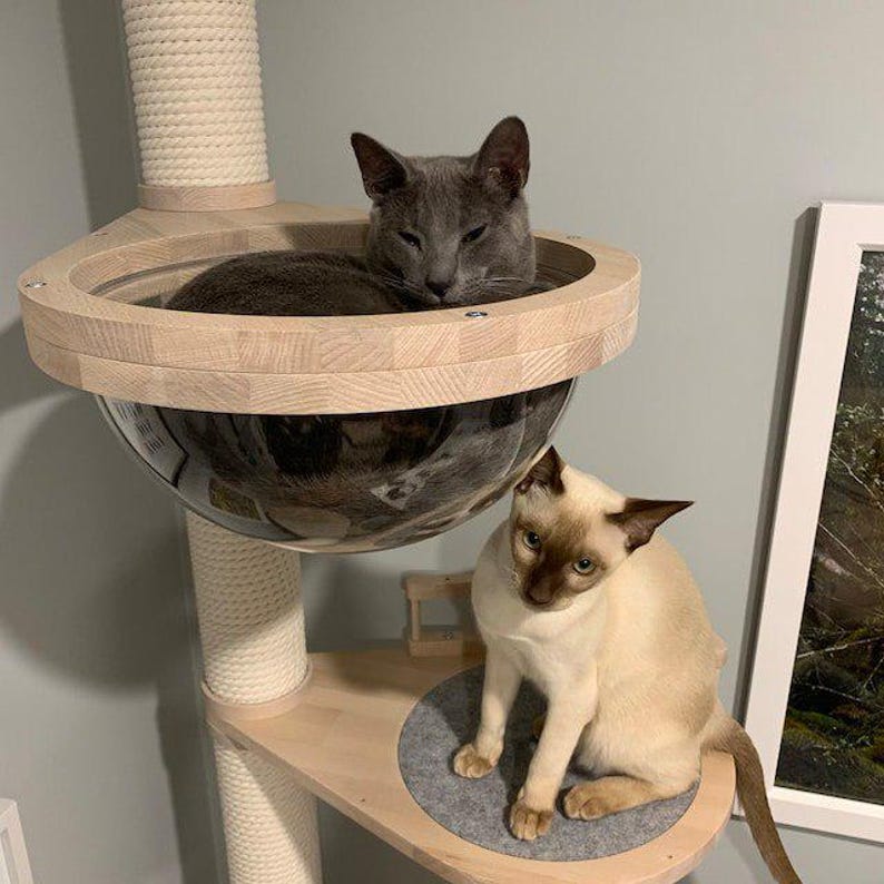 Op de afbeelding: Een moderne kattenboom met een lichte houten afwerking, met een rond bed met een heldere bubbel en een sisal krabpaal. Er zijn twee katten aanwezig: een grijze kat die in het bed rust en een cr&egrave;mekleurige kat die op een platform zit.
