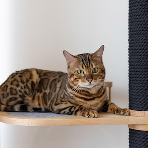Op de afbeelding: Een Bengaalse kat met een bruin-zwarte gevlekte vacht rust op een houten kattenplank. De kat heeft groene ogen en bevindt zich voor een zwarte, met touw omwikkelde krabpaal. De plank maakt deel uit van een kattenboom.