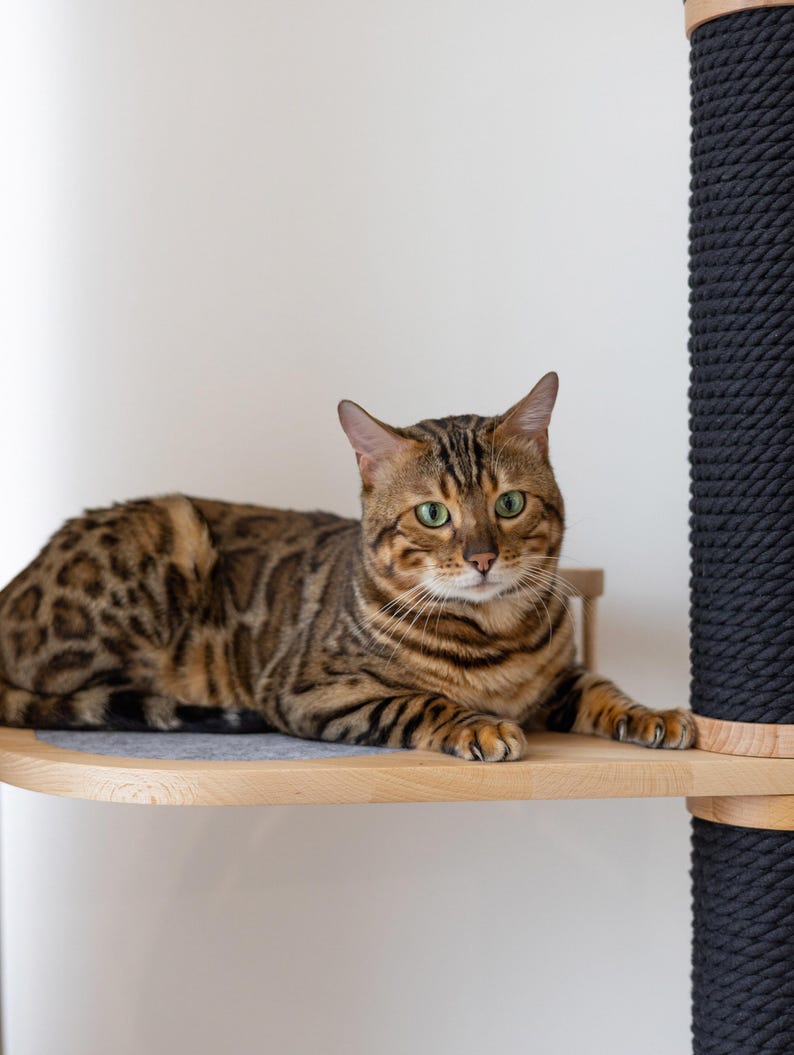 Op de afbeelding: Een Bengaalse kat met een bruin-zwarte gevlekte vacht rust op een houten kattenplank. De kat heeft groene ogen en bevindt zich voor een zwarte, met touw omwikkelde krabpaal. De plank maakt deel uit van een kattenboom.