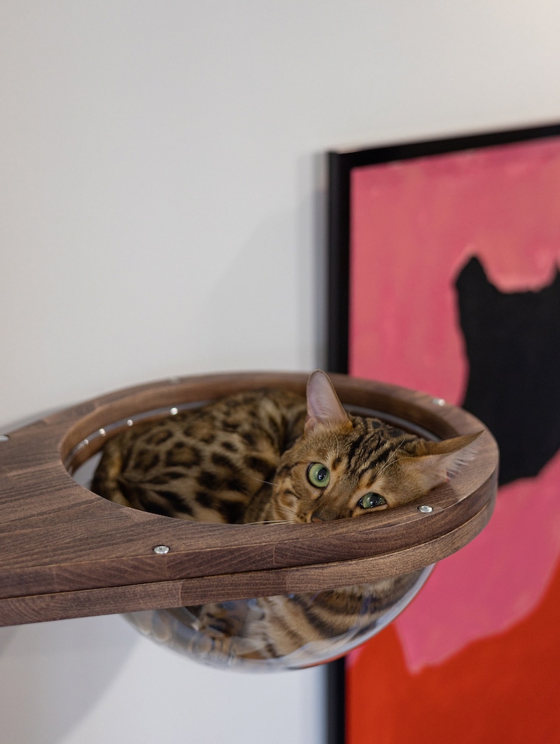 May include: A brown wooden cat bed with a clear plastic dome. A brown tabby cat with green eyes is resting inside the dome.