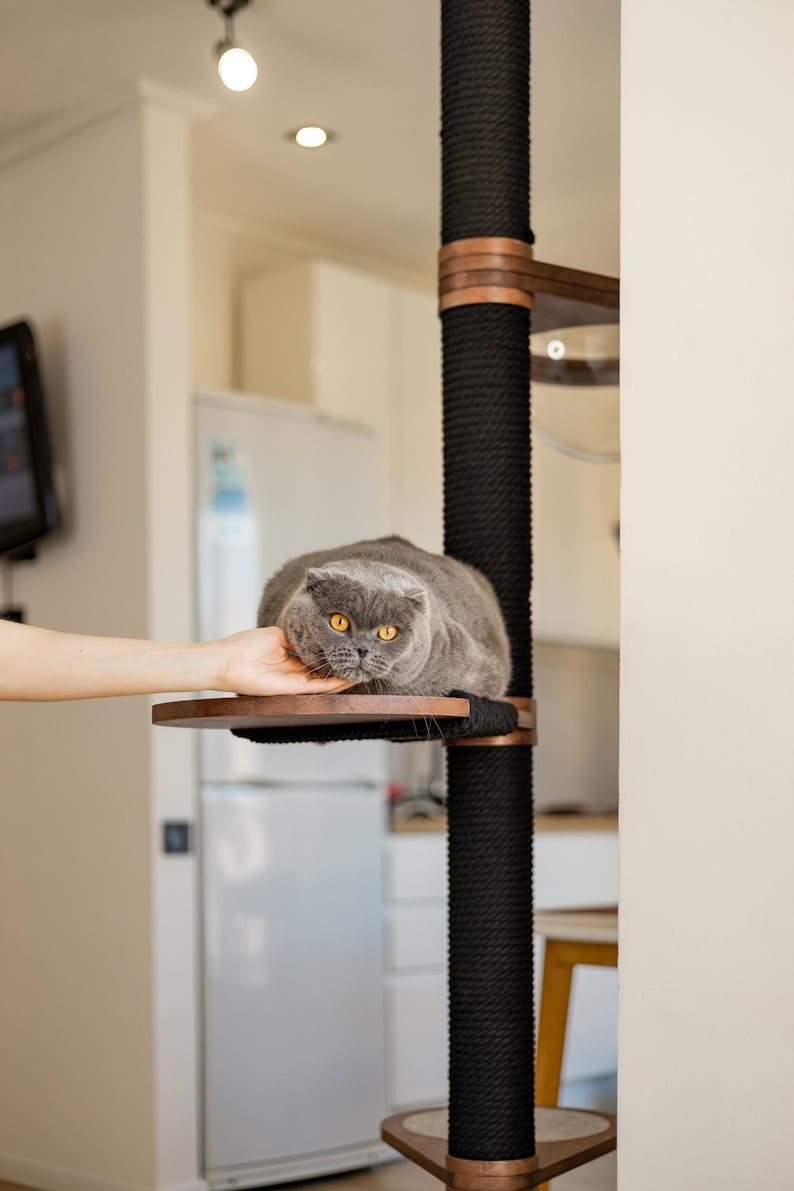 Op de afbeelding: Een grijze Scottish Fold kat met gele ogen rust op een houten platform van een krabpaal. De krabpaal heeft een zwarte, met touw omwikkelde paal met houten accenten. Een hand raakt zachtjes de kat aan.