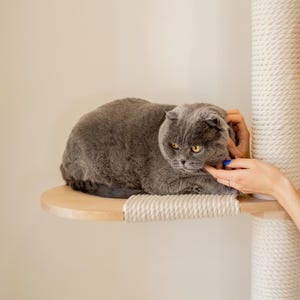 Peut inclure: Un chat Scottish Fold gris aux yeux ambr&eacute;s reposant sur une plateforme d'arbre &agrave; chat en bois clair. La structure comprend un poteau vertical envelopp&eacute; d'une &eacute;paisse corde en sisal cr&egrave;me, offrant une surface textur&eacute;e pour le chat.